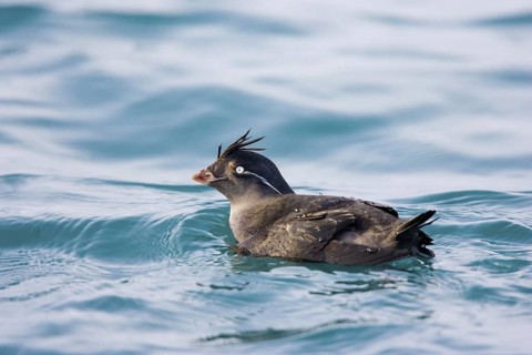 Crested Auklet Aethia cristatella Homer, ALASKA, United States February Adult winter plumage.