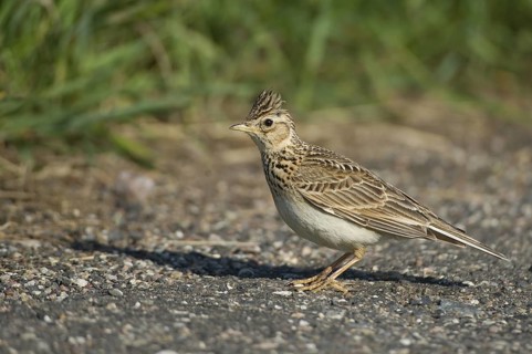 Eurasian Skylark (Alauda arvensis), Mecklenburg-Western Pomerania, Germany