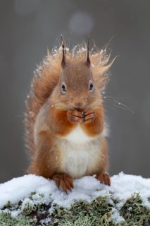 Red squirrel (Sciurus vulgaris) adult animal feeding on a nut on a tree branch covered in snow in