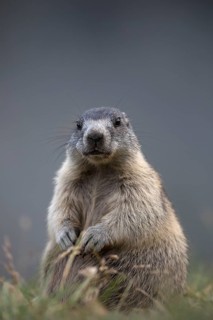 One young Alpine Marmot, Marmota marmota, sitting erected. Großglockner mountain range in the