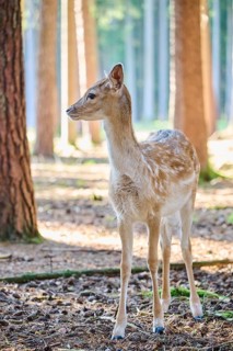 European fallow deer (Dama dama) youngster in a forest, Bavaria, Germany