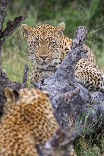 Leopard (Panthera pardus) female with cub on a tree trunk, Sabi Sands, South Africa