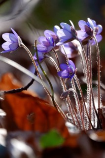 Liverwort (Hepatica nobilis), end of March, Mecklenburg-Western Pomerania, Germany