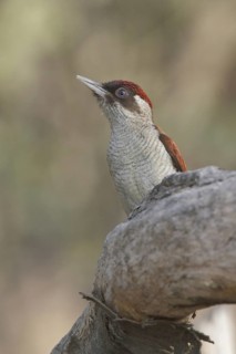 Scarlet-backed Woodpecker (Veniliornis callonotus), Peru