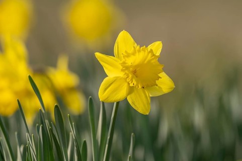Yellow daffodil rises above green leaves. This moment takes place on the field. The light is soft.