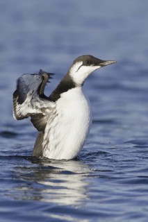 Common Murre (Uria aalge), Newfoundland, Canada