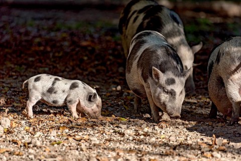 Pot-bellied pigs (Sus scrofa f. domestica), young animals, piglets, sniffing and digging in dry