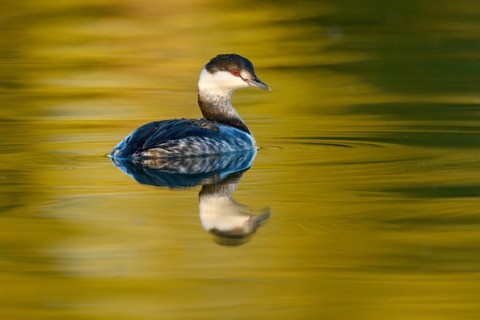 Horned Grebe (Podiceps auritus), Arizona, USA