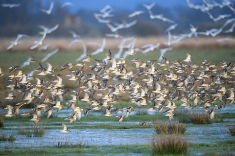 A flock of ruffs (Calidris pugnax, Syn.: Philomachus pugnax) flies close over the water, dynamic