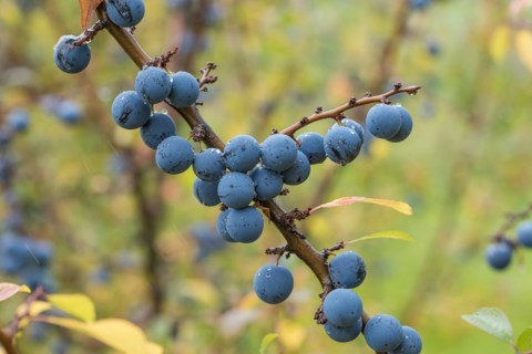 Blackthorn (Prunus spinosa PRIMOSA), Bundessorteamt, testing centre Wurz, Germany