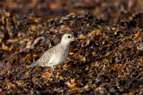 Grey Plover (Pluvialis squatarola) foraging, Smaland, Sweden