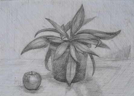 A detailed drawing depicts a lush potted plant with long, slender leaves next to a shiny red apple.