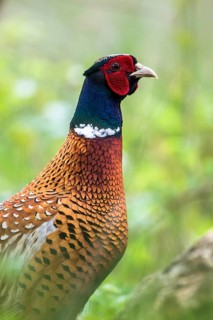 Common Pheasant (Phasianus colchicus) male, Romania