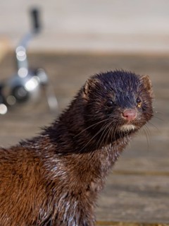 A mink and fishing rod in the background