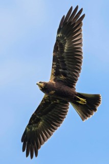 Western Marsh Harrier (Circus aeruginosus) juvenile flying, Baden-Wuerttemberg, Germany