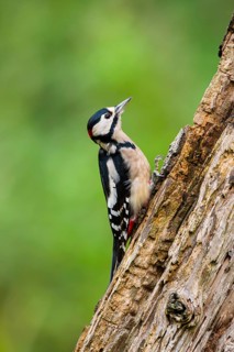 Great spotted woodpecker (Dendrocopos major) sitting on an old wrotten tree trunk in late summer,