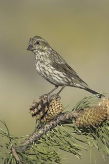 Cassin's Finch (Haemorhous cassinii) female, Oregon, USA