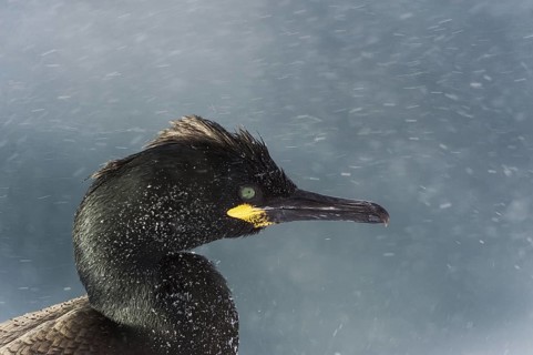 European Shag (Phalacrocorax aristotelis), Norway