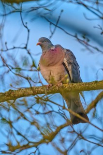 A pigeon sits attentively on a branch, surrounded by bare branches, wood pigeon (Columba palumbus),