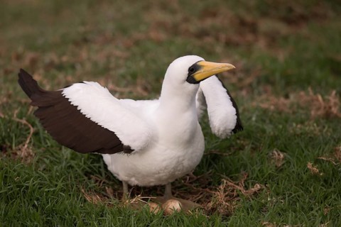 Masked Booby (Sula dactylatra tasmani) perched on the ground, Norfolk Island