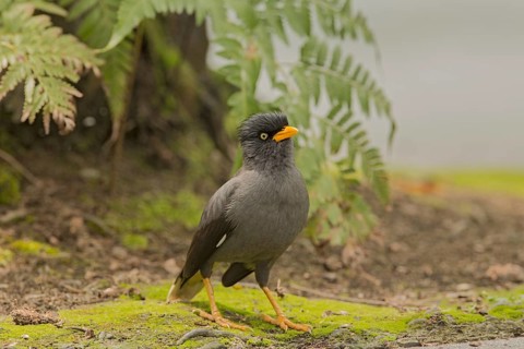 Javan Myna (Acridotheres javanicus), Singapore