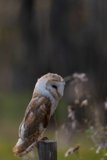 One barn owl (Tyto alba) sitting on a fence post in late evening light. Some fall foliage in the