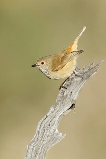 Inland Thornbill (Acanthiza apicalis), Victoria, Australia