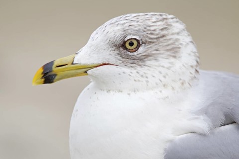 Ring-billed Gull (Larus delawarensis), Florida, USA
