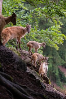 A female Himalayan tahr (Hemitragus jemlahicus) stands on a rock with a group of young. In the