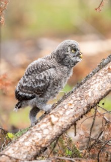 Great Grey Owl (Strix nebulosa) juvenile climbing on a trunk, British Columbia, Canada