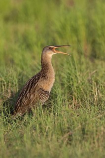 King Rail (Rallus elegans) calling, Texas, USA