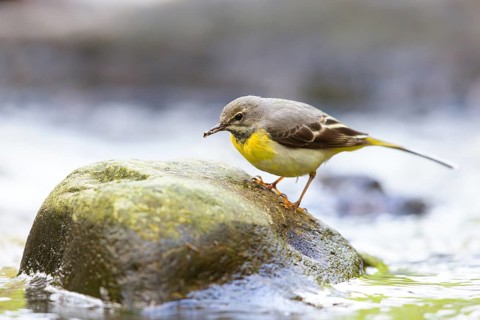 Grey wagtail (Motacilla cinerea), Bergeronnette des ruisseaux, Lavandera Cascadeña, mountain