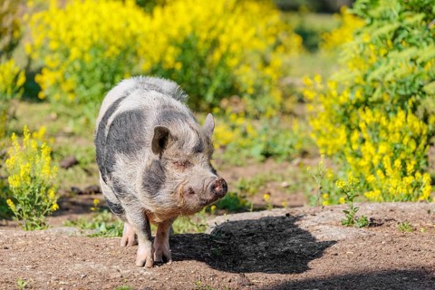 A Kunekune pig (sus scrofa domesticus), a domestic breed from New Zealand walks walks through a