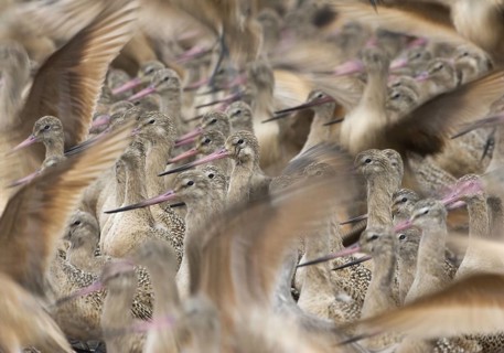 Marbled Godwit (Limosa fedoa) flock, Washington, USA