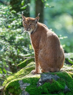 Eurasian lynx (Lynx lynx) sitting on a moss-covered rock in the forest and looking attentively,