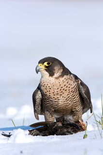 Peregrine Falcon (Falco peregrinus) captive, with prey, Saxony, Germany