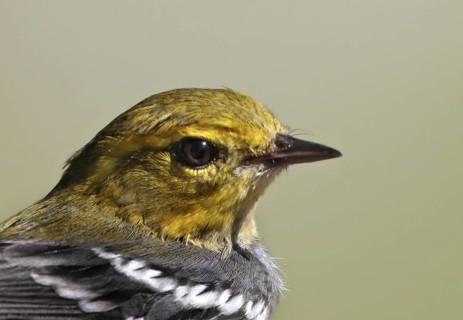 Black-throated Green Warbler (Setophaga virens) male, Saskatchewan, Canada