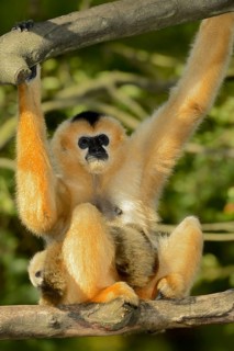 Northern white-cheeked gibbon (Nomascus leucogenys), female with juvenile, captive, occurrence in