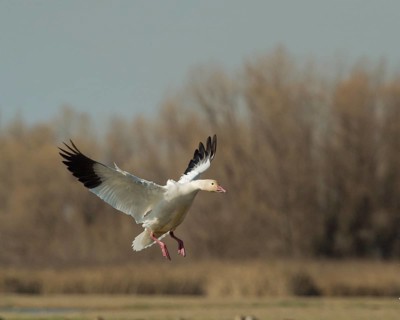 A Snow Goose brakes for landing at Colusa National Wildlife Refuge California