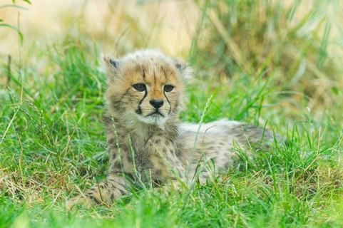 Cheetah (Acinonyx jubatus) youngster lying on a meadow, captive, occurrence Africa