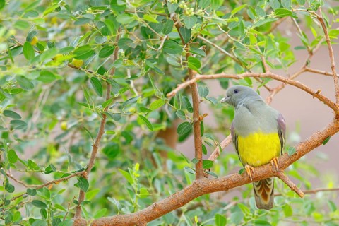 Waalia pigeon, (Treron waalia), family of pigeons, animals, birds, Middle East, pigeons, perch, Ayn