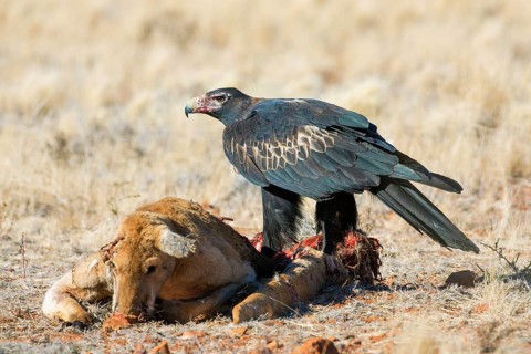 Wedge-tailed Eagle (Aquila audax) feeding on Red kangaroo (Macropus rufus) carrion, South