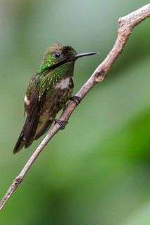 Festive Coquette (Lophornis chalybeus) perched on a branch in the Atlantic rainforest of southeast