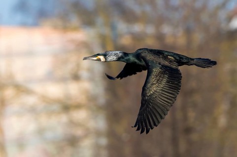 Great Cormorant (Phalacrocorax carbo) flying, Mecklenburg-Western Pomerania, Germany