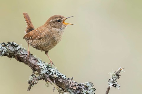 Winter Wren (Troglodytes hiemalis) perched on a branch in Ontario, Canada