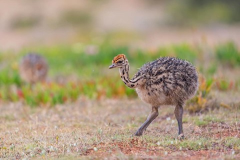 Ostrich, (Struthio camelus), young animal, baby animal, chick, Africa, De Hoop Nature Reserve,