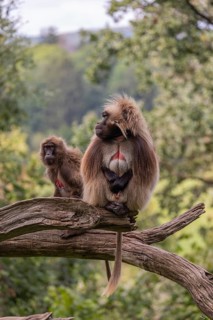 Portrait of an adult male Gelada (Theropithecus gelada), or bleeding-heart monkey, resting on a log