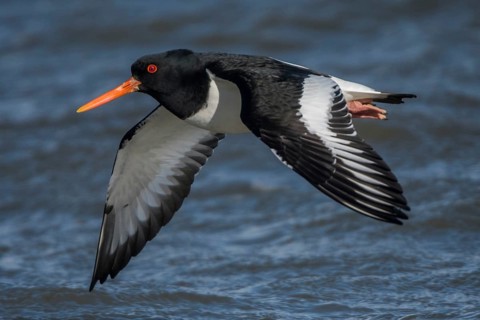 Eurasian Oystercatcher (Haematopus ostralegus) flying, Schleswig-Holstein, Germany
