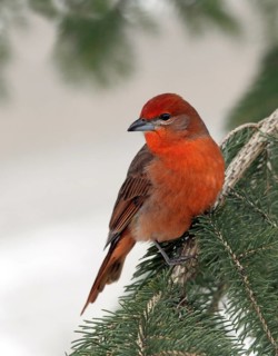 Hepatic Tanager, Piranga flava perched on a spruce tree in Saskatchewan, Canada