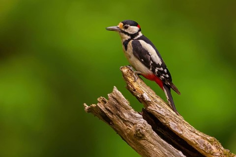 Great spotted woodpecker (Dendrocopos major) Picoides major, Pic Èpeiche, Pico Picapinos, forest,